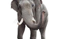 娱乐吃瓜酱大象鼻子